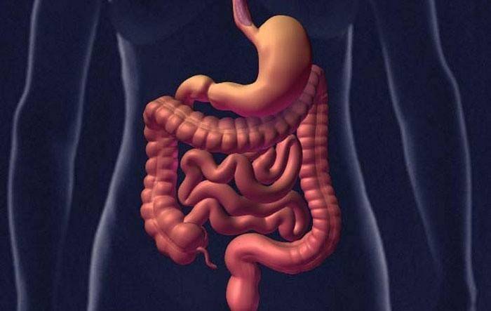 Cấu trúc của đường tiêu hóa