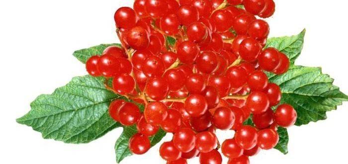 Bogyók a vörös viburnum