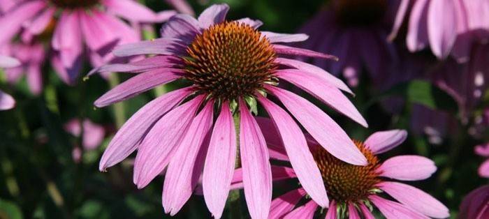 Echinacea purpurea az immunitás elleni küzdelemben