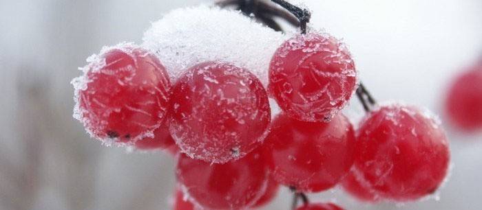 Viburnum az első fagy után