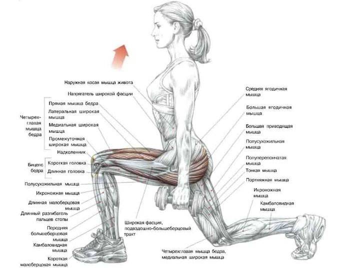 Hantelio lunges