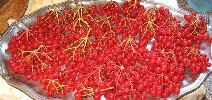 Friss viburnum