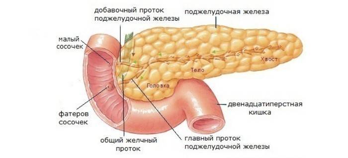 Haiman anatomia
