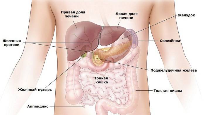 Donde esta el pancreas