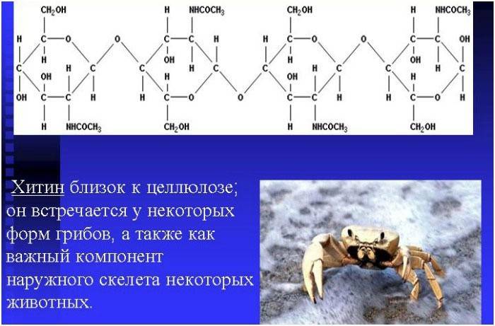 Loại hợp chất carbohydrate - Chitin
