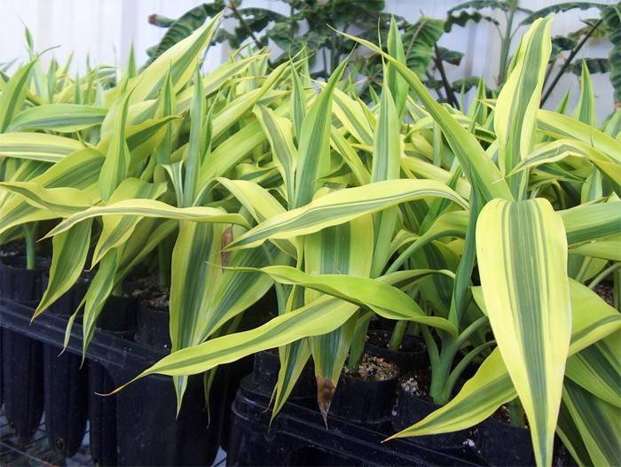 Dracaena Sander