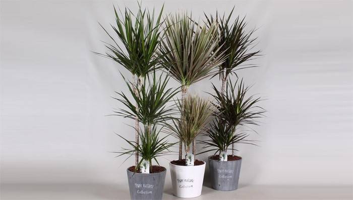 Ruukkukas dracaena