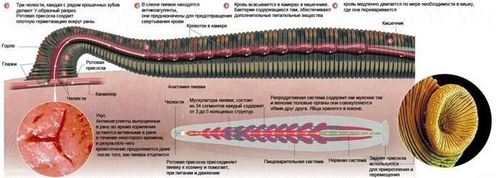 Leech-anatomia