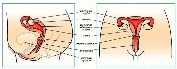 Cấu trúc của cơ quan phụ nữ