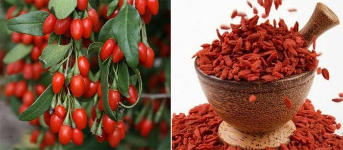 Goji planta frutas