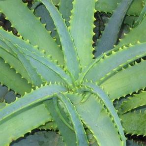 Aloe vera