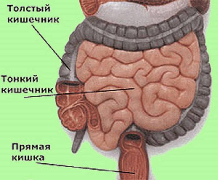 Ruột và cấu trúc của nó