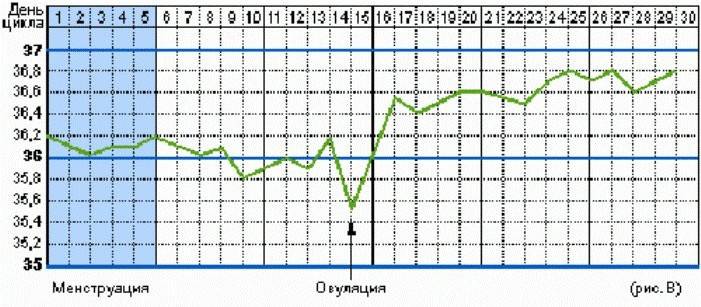 Wir lesen die Basaltemperaturkurve, um den Eisprung zu bestimmen