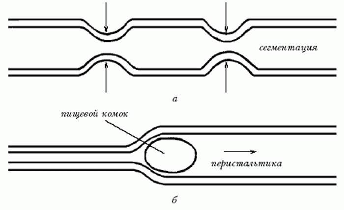 Cơ chế vận động của ruột