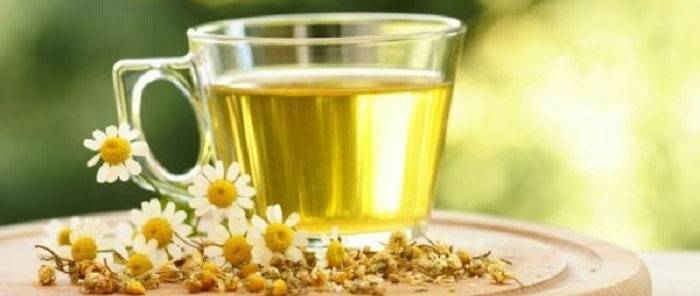 Chamomile với viêm tụy làm tăng quá trình sửa chữa mô