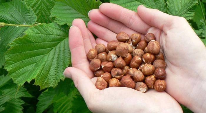 Một số ít các loại hạt