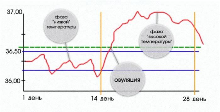 Ovulationsphasen in einem Diagramm