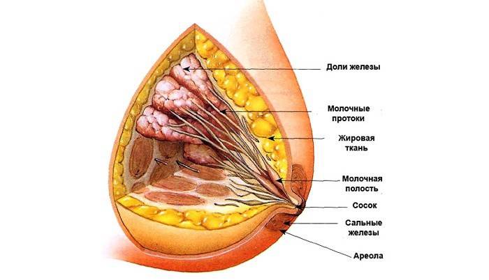 Piena dziedzeru šķiedraini-taukainā involūcija