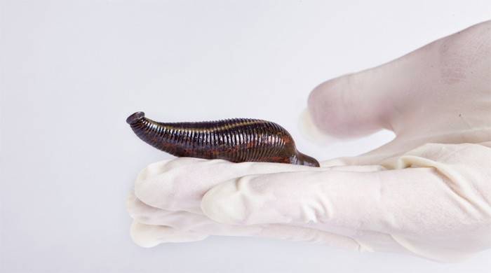 Lääketieteellinen leech