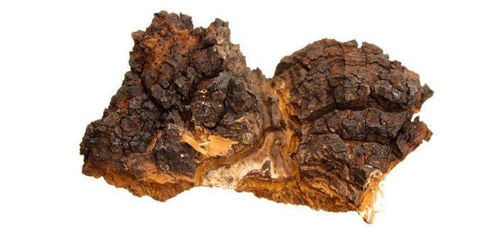 Champignon chaga