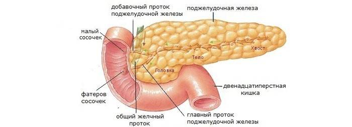 Ihmisen haima