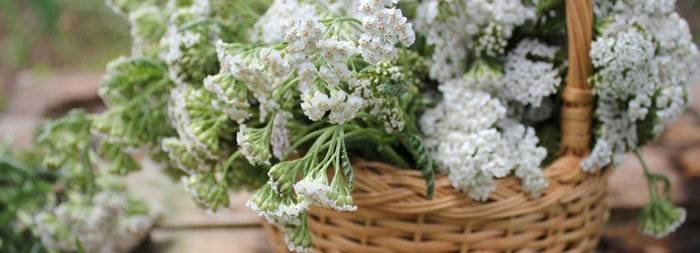 Yarrow este un remediu eficient pentru arsurile la stomac