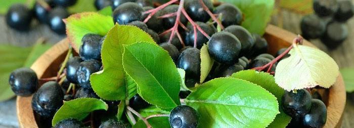 Chokeberry بسرعة يقلل من الضغط