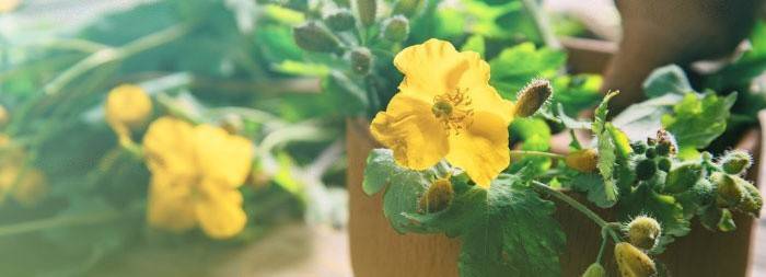 Cỏ mụn Celandine