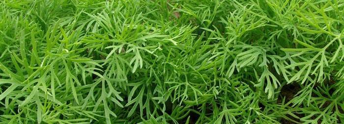 Dill de la arderea esofagului