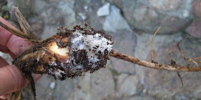 โรค Fusarium