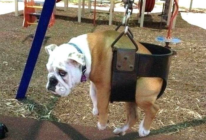 Cão em um balanço