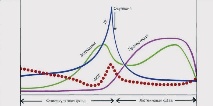 La norme des hormones chez l'homme