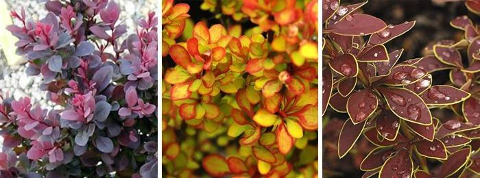 Variedades de Barberry