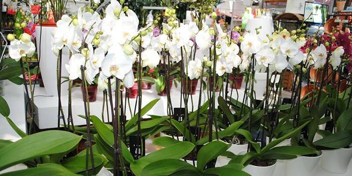 Botões de phalaenopsis