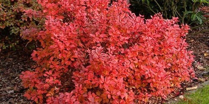 Barberry de Thunberg