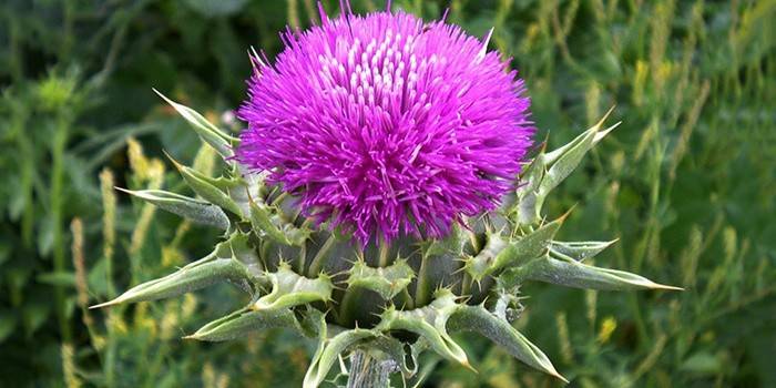 Milk thistle