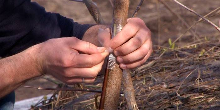 Inoculando un manzano a un árbol