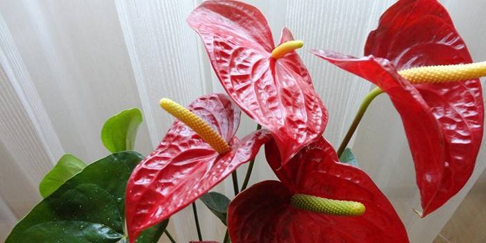 Flor de anthurium