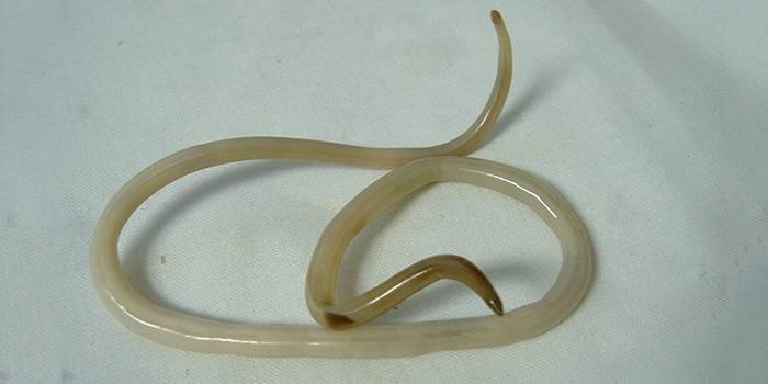 Ascaris paraziti