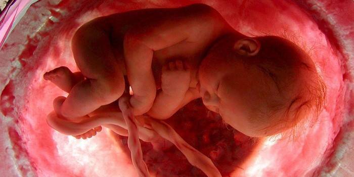 Baby im 8. Monat schwanger im Mutterleib