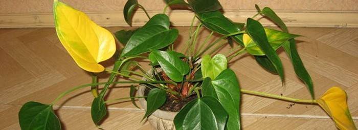 Causas del amarillamiento de las hojas de anthurium.