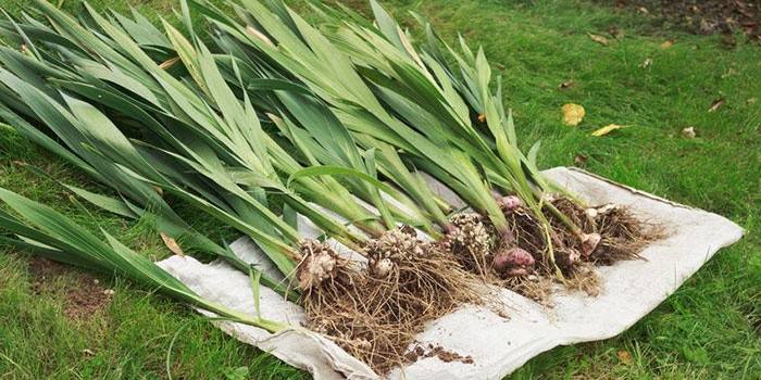 Megfelelően Dug gladioli