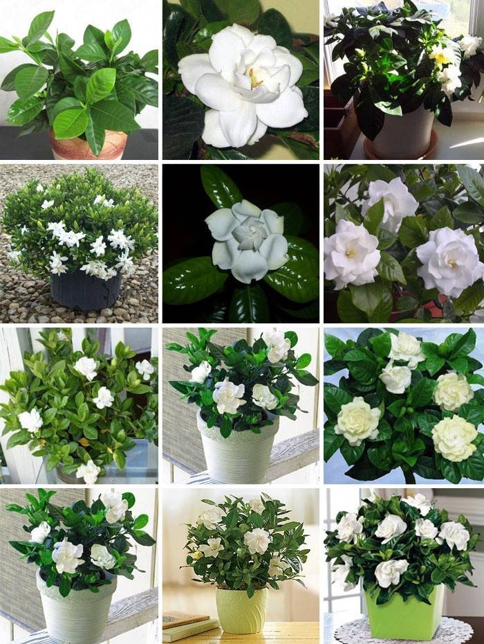 Zuhause Gardenia Jasmine