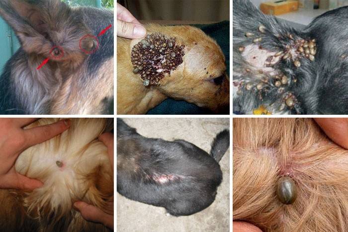 Artrópodes insetos em um animal de estimação
