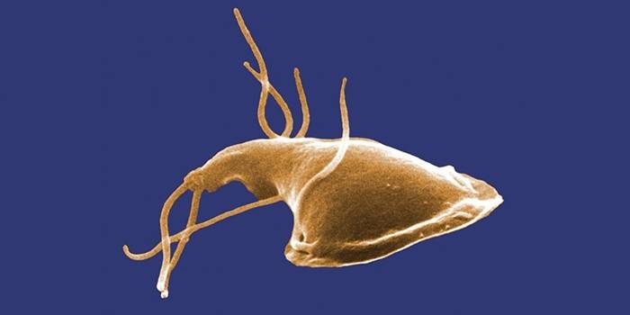 Solucan Giardia