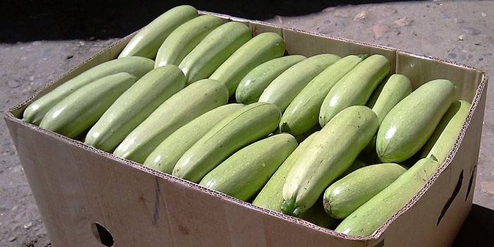Zucchini wählen