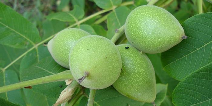 Nueces jóvenes de la piel de la que se prepara el tinte para el cabello