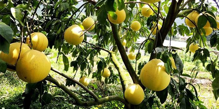 Albero da frutto