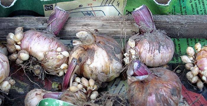 A tárolás előtt feldolgozásra szoruló gladiolák