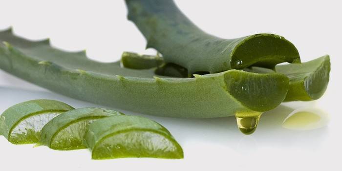 Folhas de aloe